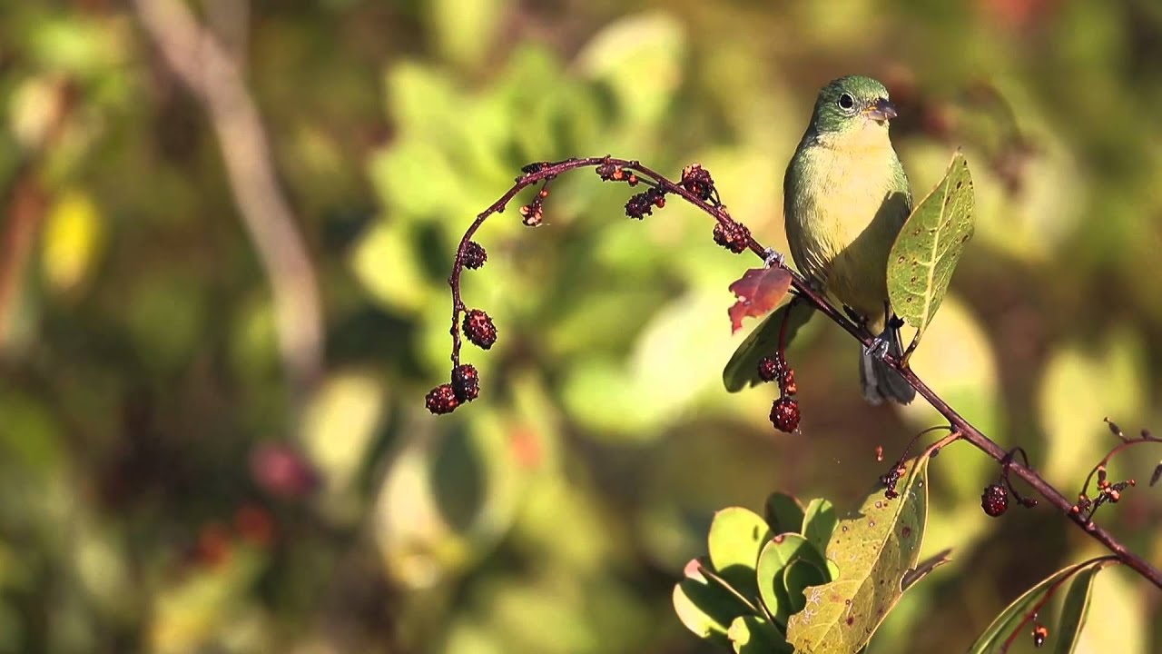 Female Painted Bunting