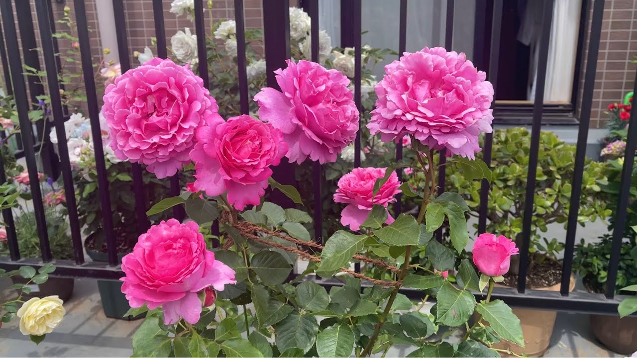 【月季—伊芙伯爵】一个伟大的品种—伊芙伯爵—艳色绝世 イブピアジェ(イブピアッチェ) Yves Piaget