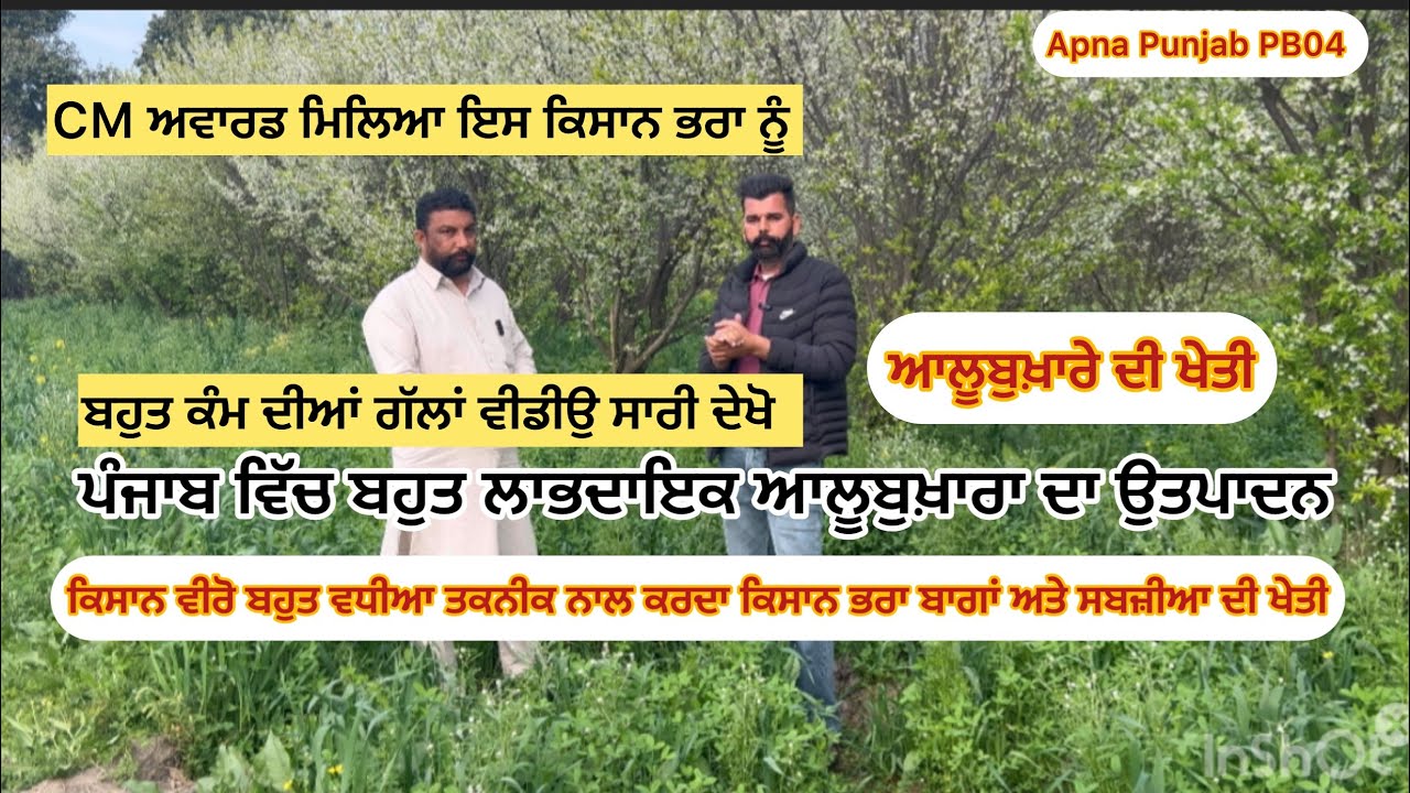 ਆਲੂਬੁਖ਼ਾਰੇ ਦੀ ਖੇਤੀ/ ਪੰਜਾਬ ਐਗਰੀਕਲਚਰ ਯੂਨੀਵਰਸਿਟੀ ਲੁਧਿਆਣਾ ਤੋਂ CM Award🥇ਮਿਲਿਆ ਕਿਸਾਨ ਨੂੰ @Maan farm Kotkapura