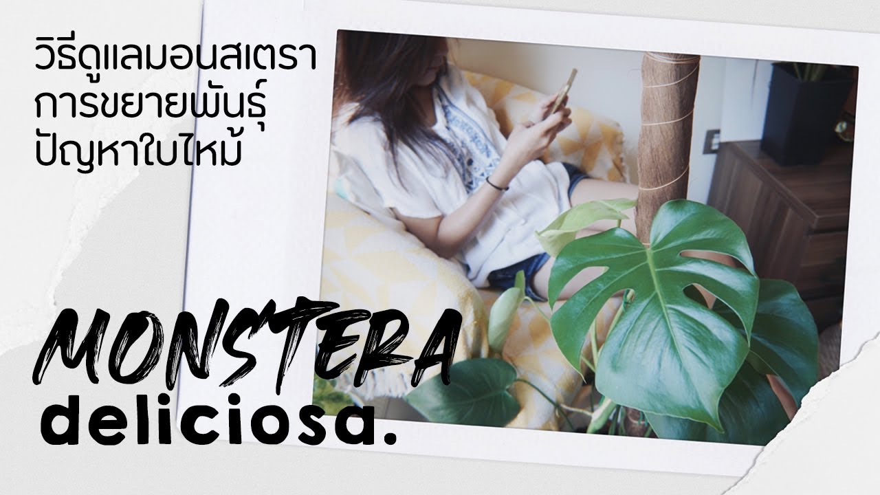 [วันละต้น] มอนสเตอร่า Monstera Deliciosa | วิธีดูแลต้นมอนสเตอร่า, ปัญหาใบไหม้, ไม้ฟอกอากาศ