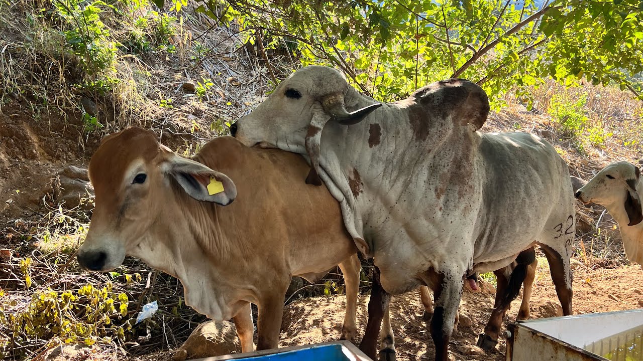 El tesorero anda enamorado con la galleta será que ya dio punto la novilla 😱🐄