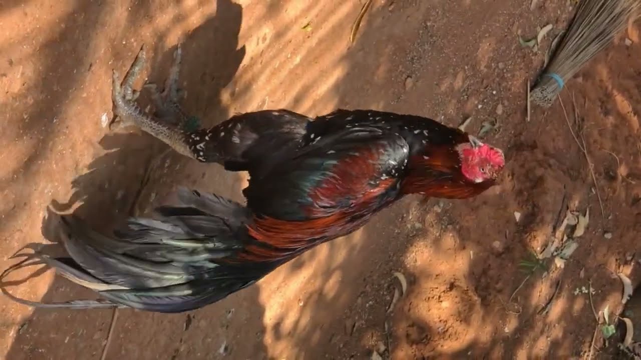 Assel murga farming feeding details. Poultry farm. Kukuda farm 