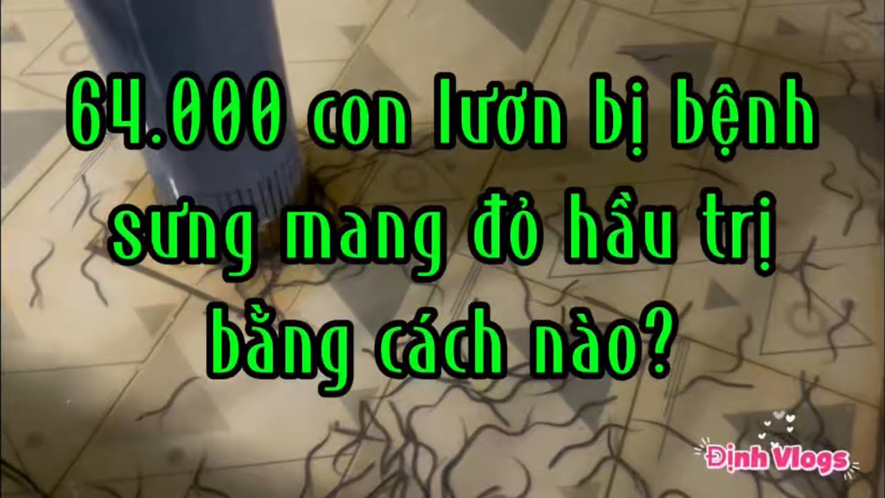 64.000 con lươn bị bệnh sưng mang đỏ hầu trị bằng cách nào