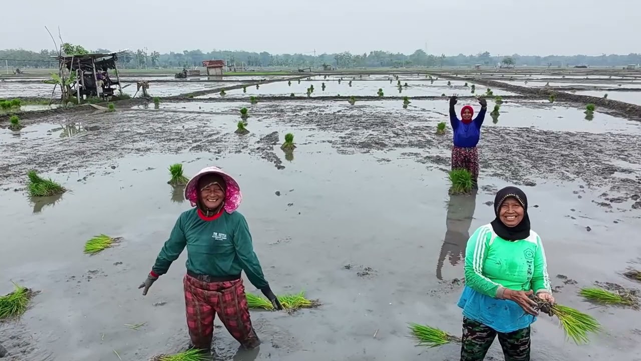 musim tanam petani indonesia