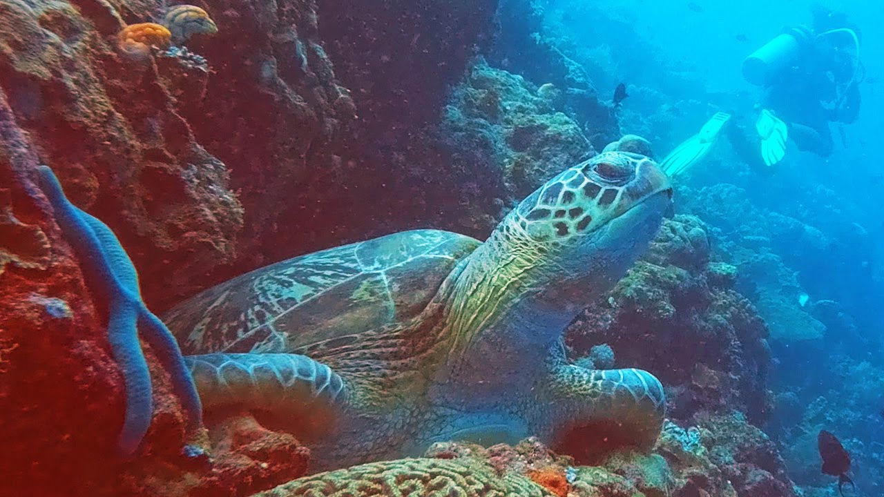 Bunaken Diving Paradise 🐢 Sea Turtles & Coral Reefs | Indonesia