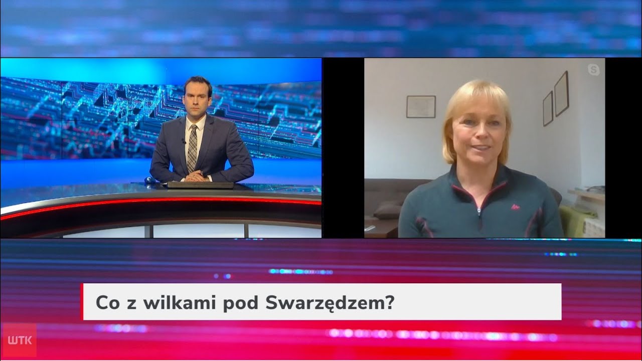 Wilki z podpoznańskich Garbów - co o nich wiemy?