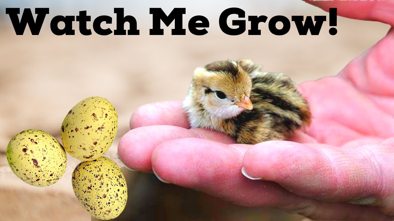 Button Quail Life Cycle | From Egg to Adult Button Quail