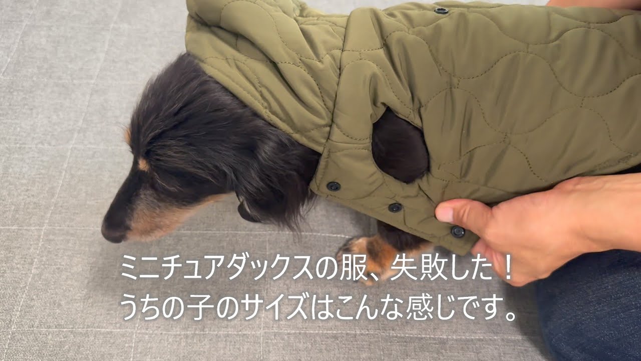 ミニチュアダックスの服、失敗した！うちの子のサイズはこんな感じです。【ミニチュアダックスフンド】