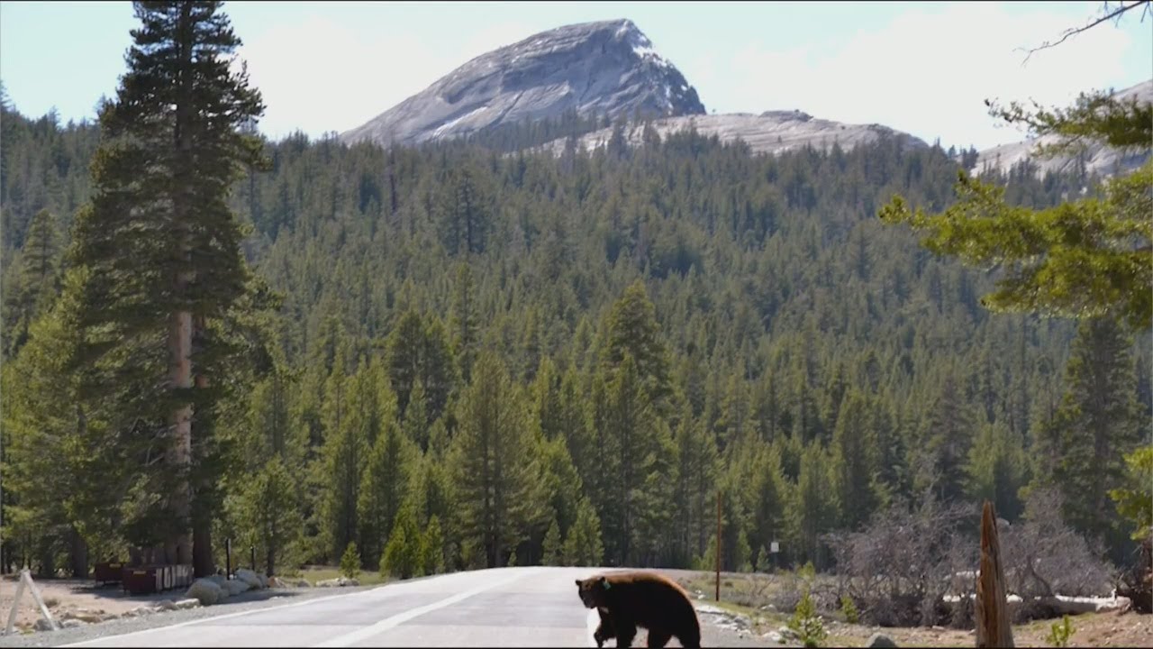 Yosemite Park Officials Warn Visitors To Watch For Bears On Road After 4 Struck By Drivers