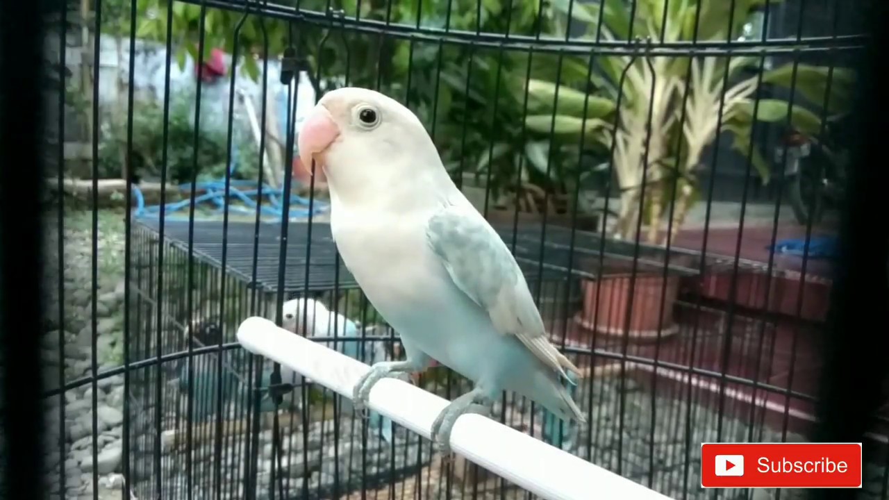 Lovebird PASTEL PUTIH Cantik