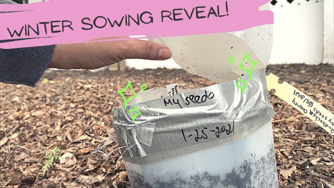 Winter Sowing Containers - REVEAL! - Flower Seeds
