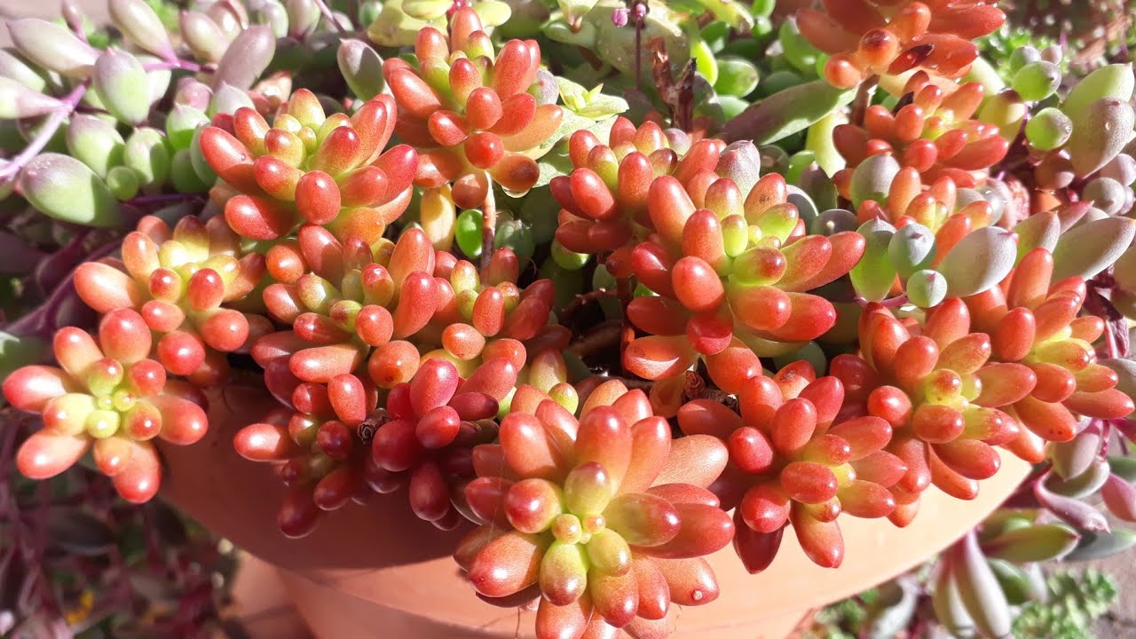 Sedum Rubrotinctum / Sedum Sukulent