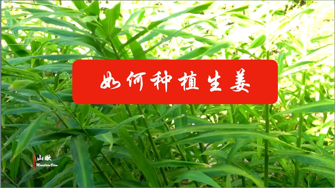 如何种植生姜(第13期)  How to grow gingers (Ep13)