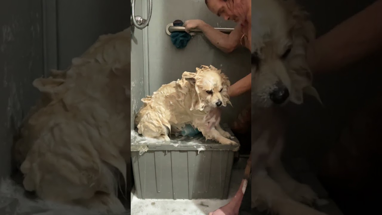 Coco getting a bath