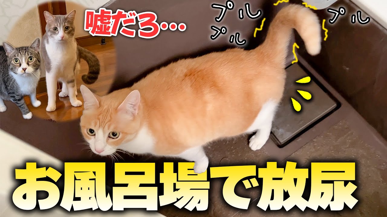 ロビンがついに実家のお風呂で放尿してしまい猫たちが大騒ぎになっちゃいましたwwww