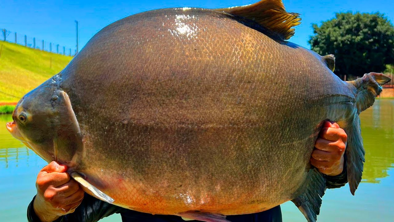 31KG DE TAMBACU NA ANTENA, ACHAMOS O LAGO DOS GIGANTES!
