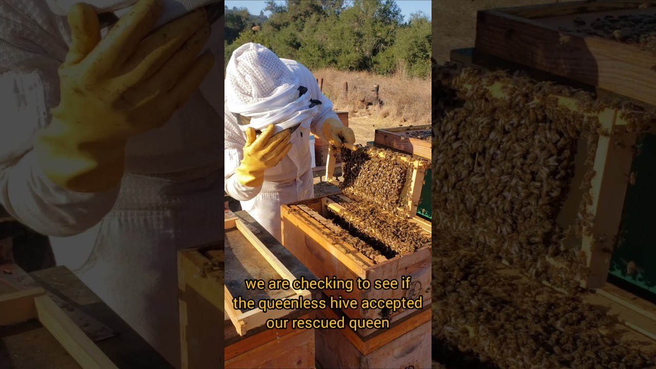 Our Most Requested Video: Where Do The Bees Go?