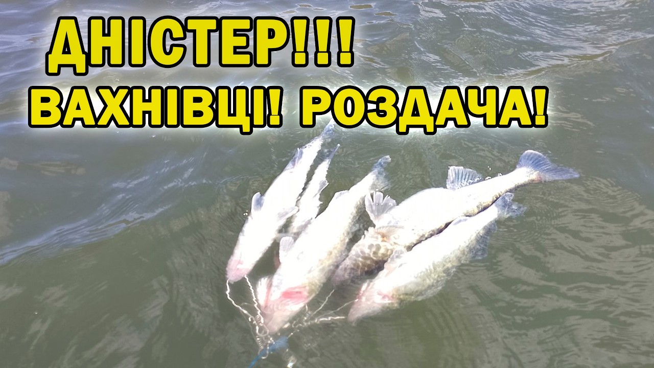 СУДАК НА ДНІСТРІ! 🔥 Кльов у Вахнівцях здивував!