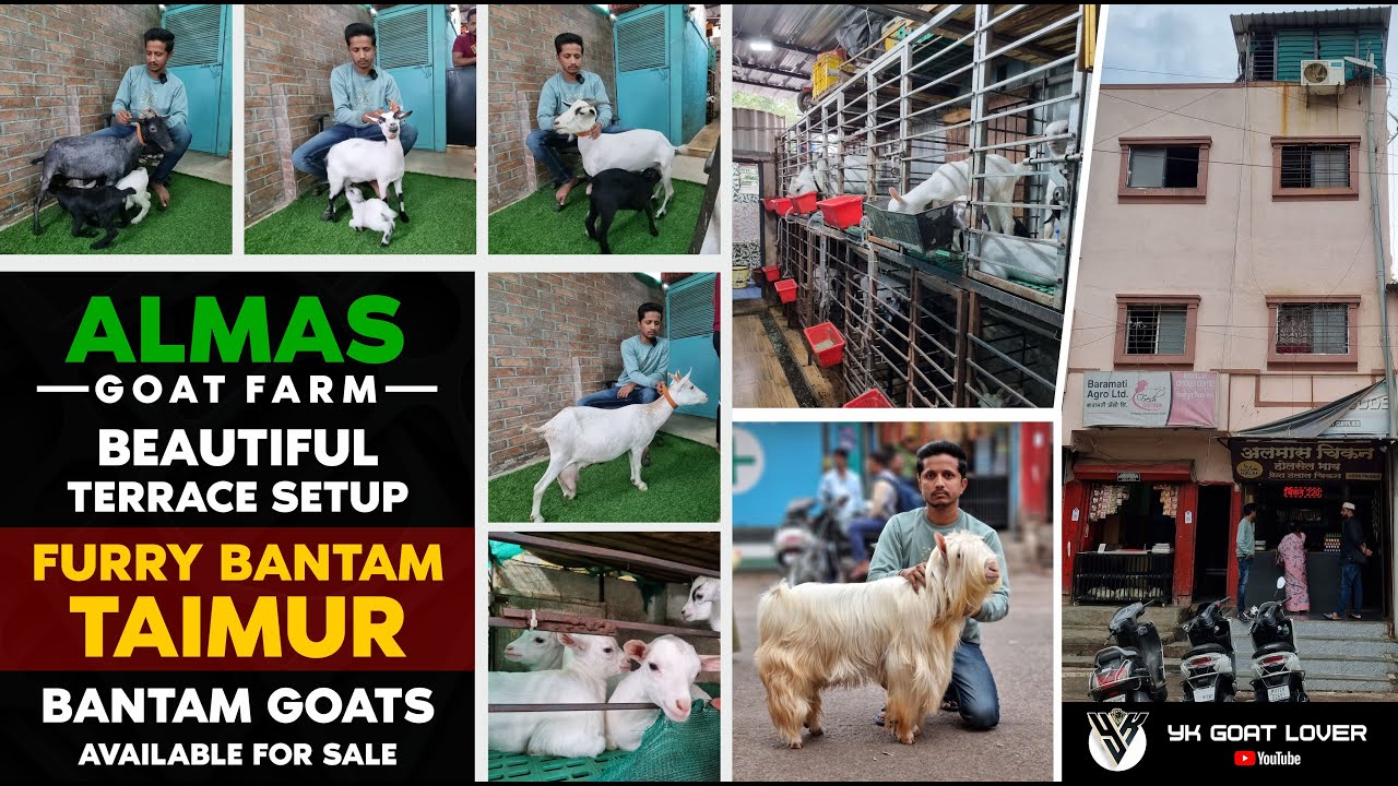 Almas Goat Farm Furry Bantam Taimur Female kids Bantam  I YK goat Farm