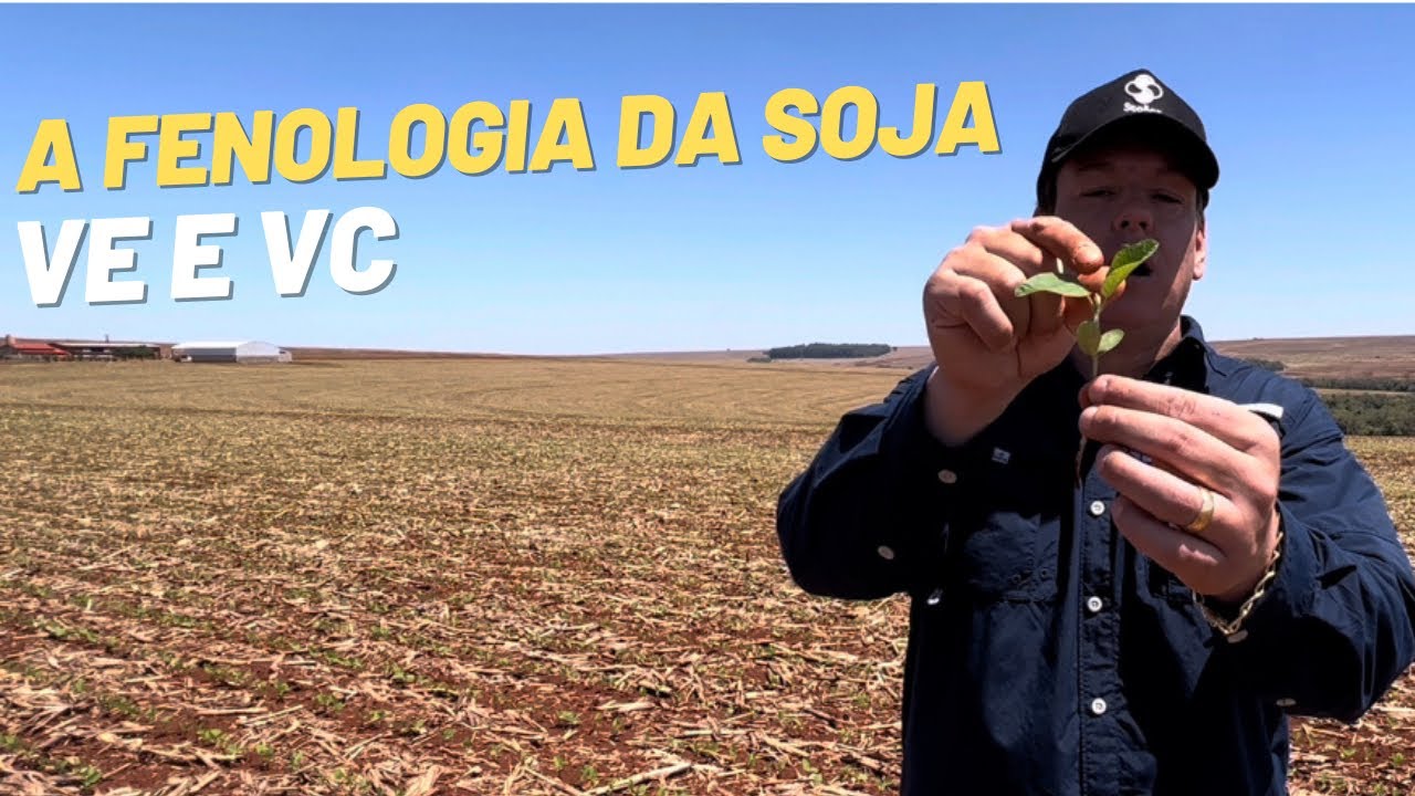 FENOLOGIA da SOJA: VE - Emergência e VC - Fase cotiledonar
