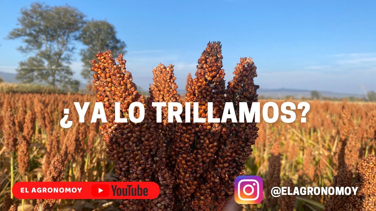 CULTIVO DE SORGO | RESUMEN 2021| EL AGRONOMOY