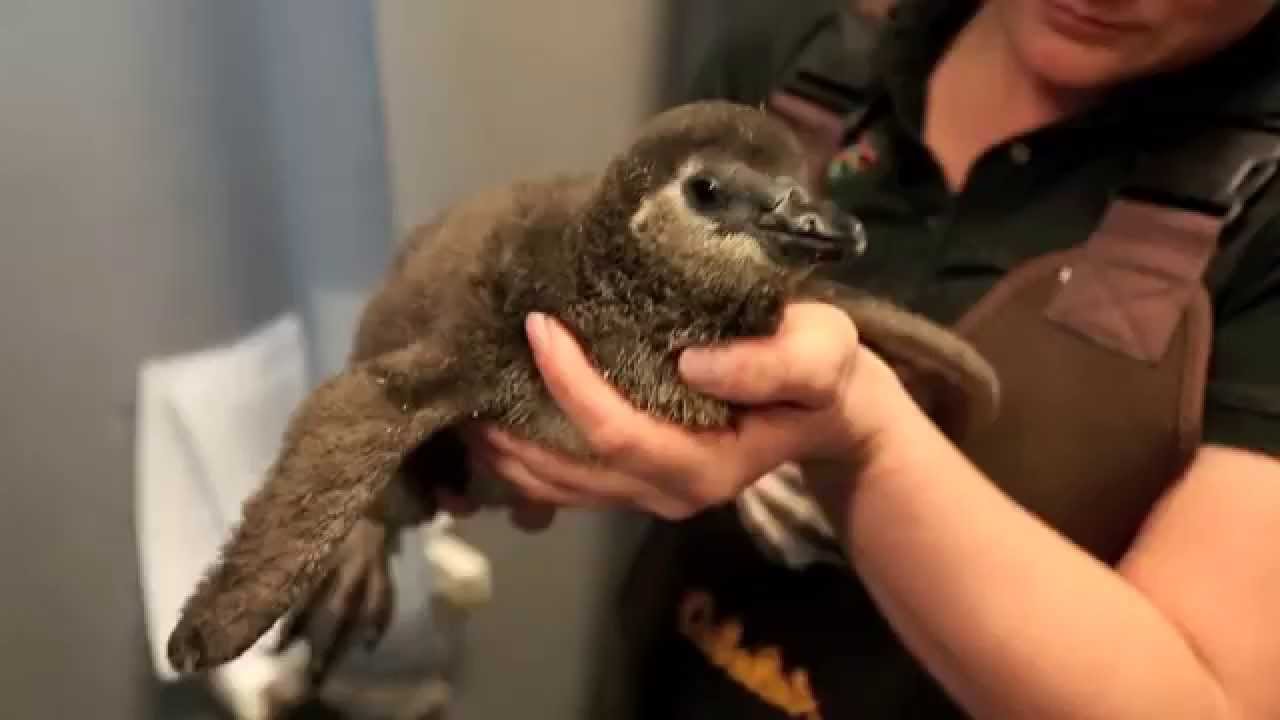 The Academy's New Penguin Chick | California Academy of Sciences
