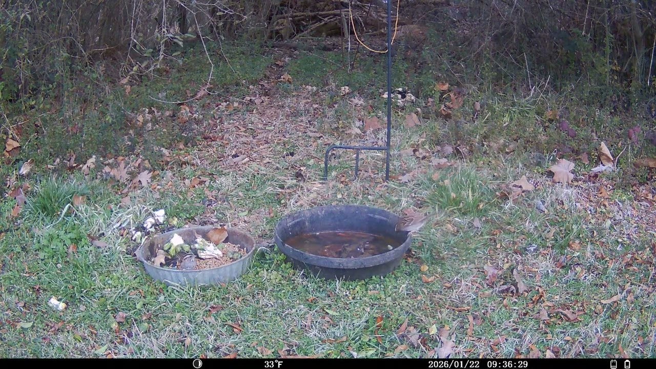 Trail Cam 2026 JAN 22