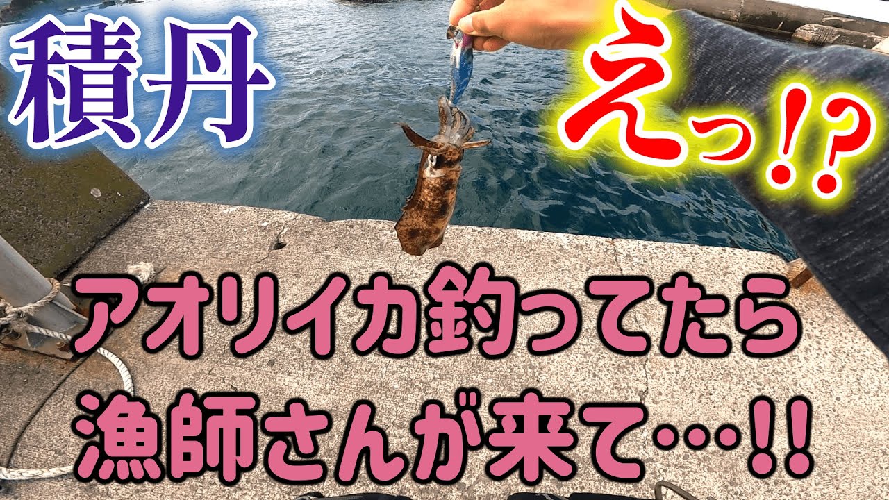 【アオリイカ】北海道は積丹の小さな漁港での出来事。