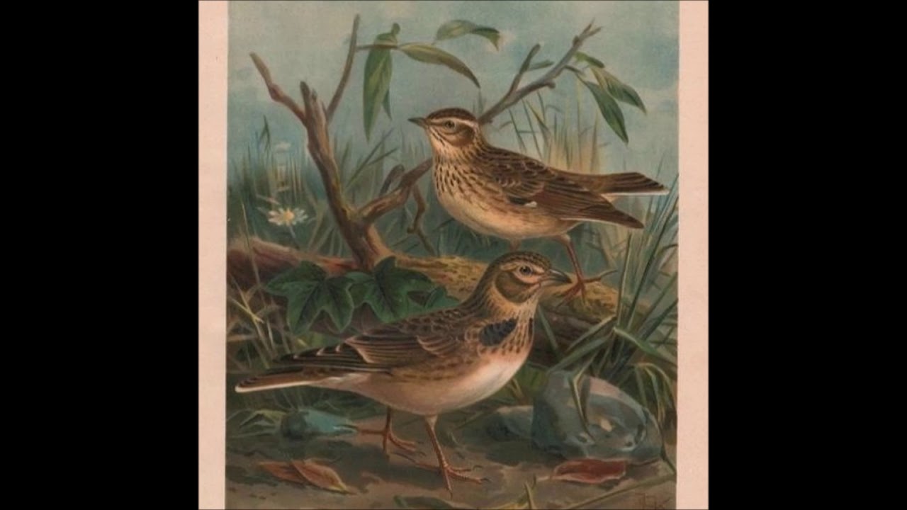 Balint Brösel - Die Lerchenmeute