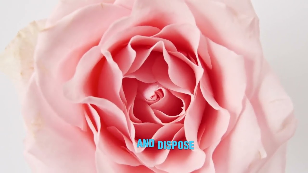 Unlock Breathtaking Blooms: 10 Rose Care Secrets from a Master Grower!