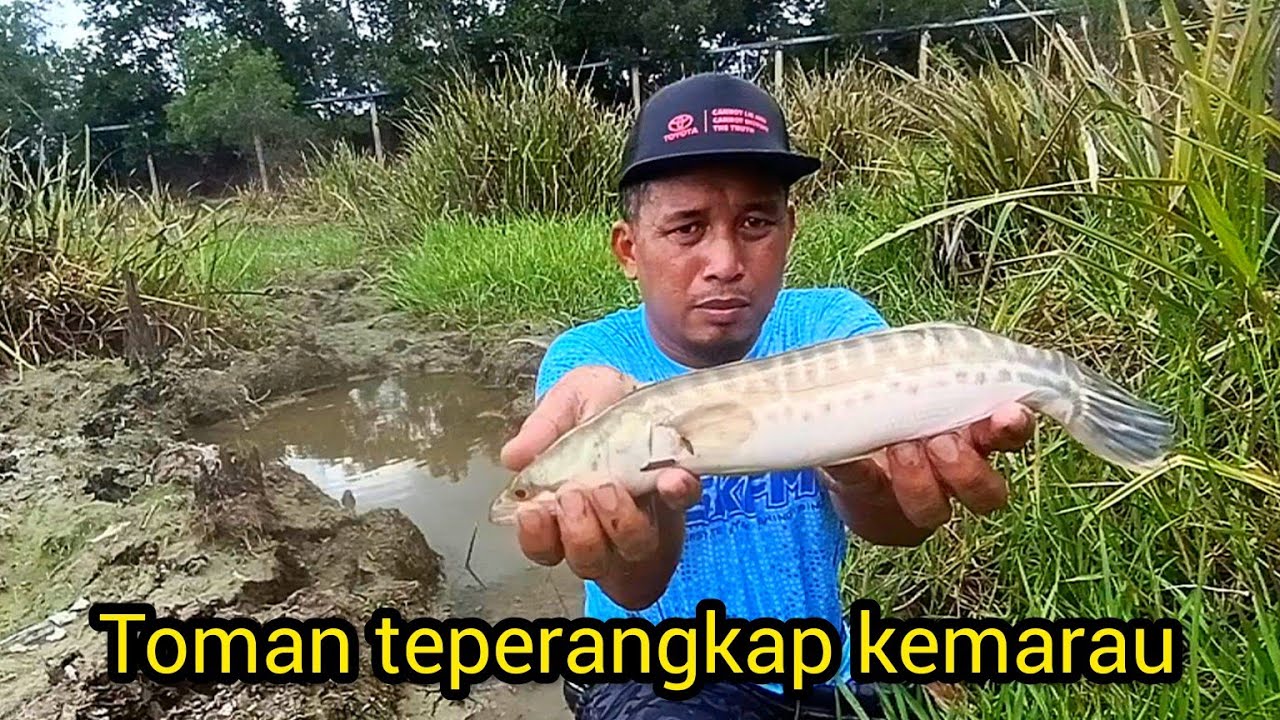 Badol Sauk Ikan Toman