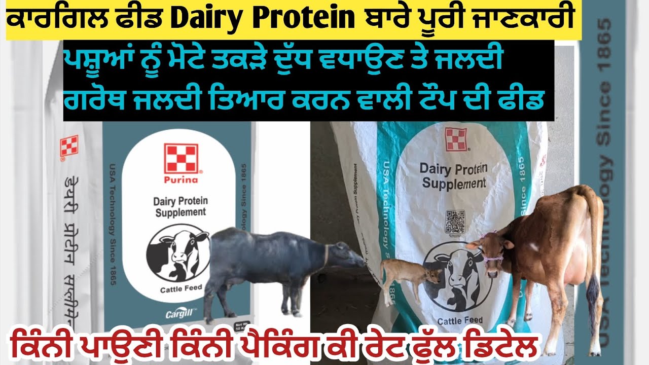 ਕਾਰਗਿਲ ਫੀਡ Dairy Protein ਬਾਰੇ ਪੂਰੀ ਜਾਣਕਾਰੀ। ਪਸ਼ੂਆਂ ਦੀ ਜਲਦੀ ਗਰੋਥ ਮੋਟੇ ਤਕੜੇ ਕਰਨ ਲਈ ਟੌਪ ਫੀਡ।
