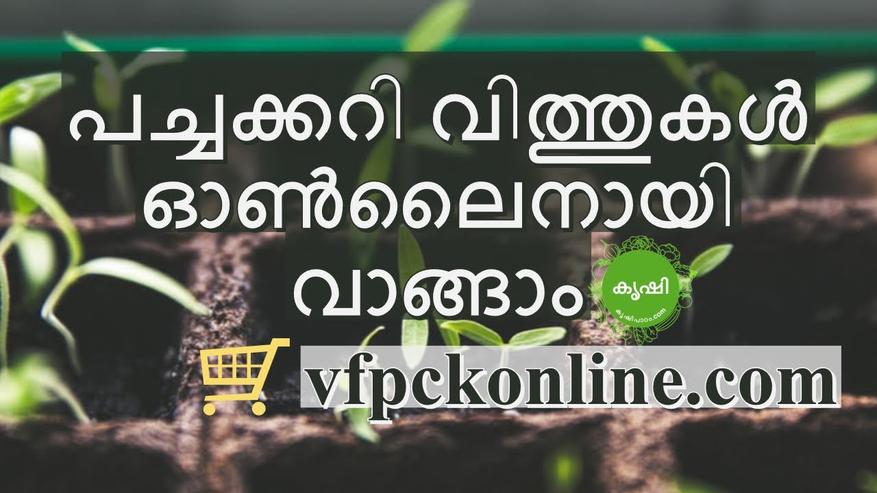 പച്ചക്കറി വിത്തുകള്&zwj; ഓണ്&zwj;ലൈനായി വാങ്ങാം വിഎഫ് പി സി കെയില്&zwj; നിന്നും - Vegetable seeds buy online