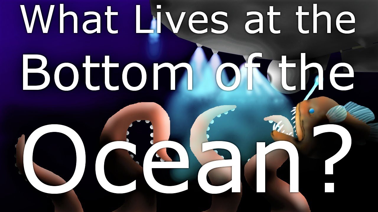 What Have Scientists actually found in the Mariana Trench? Hadal Ecosystem Science