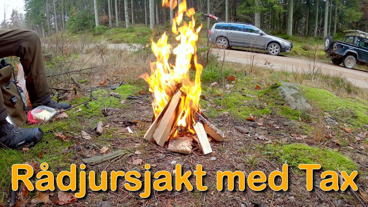 Rådjursdrev med Tax (Drevjakt på Orust)