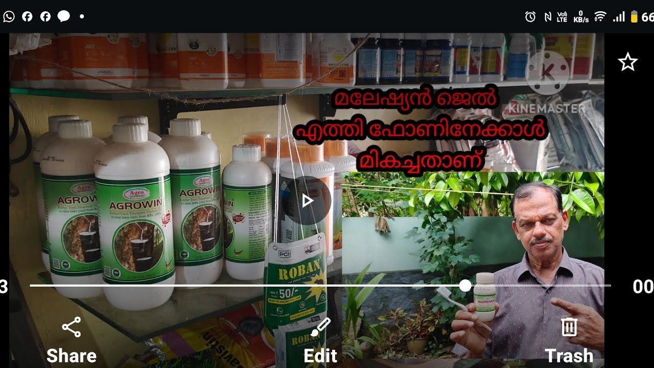 മലേഷ്യൻ ജെൽ മികച്ച ഉത്തേജക ഔഷധമാണ്