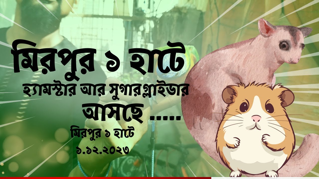 Hamsters and sugar gliders have arrived at Mirpur 1 market🙀😍 | Mirpur 1 |  Friday