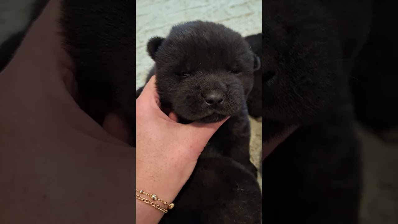 Akita Puppies, 2 weeks old, Cali x Diesel Litter #ArcticAkitas #AkitaPuppies #Alaska 