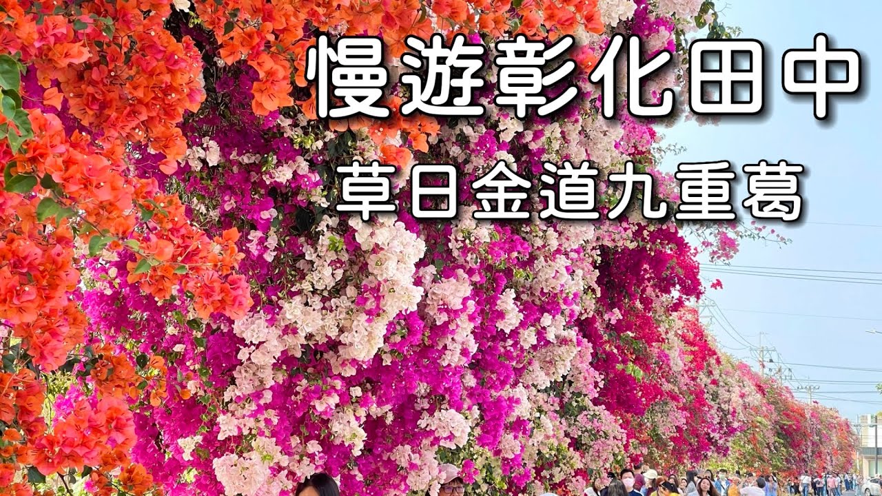 慢遊田中草日金九重葛花牆｜超浮誇系華麗繽紛花牆，景點導覽介紹｜台灣彰化觀光旅遊景點推薦