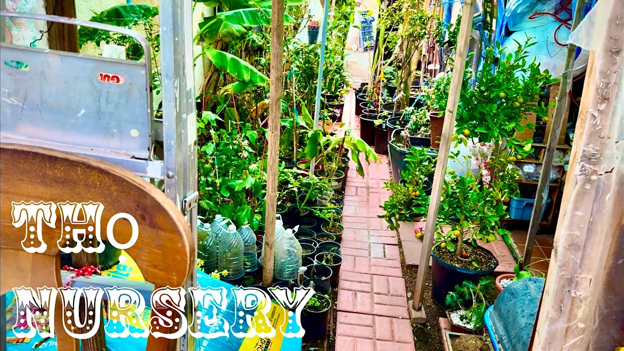 Khám Phá Vườn Asian Tropical Fruit Nursery -  Phần 2