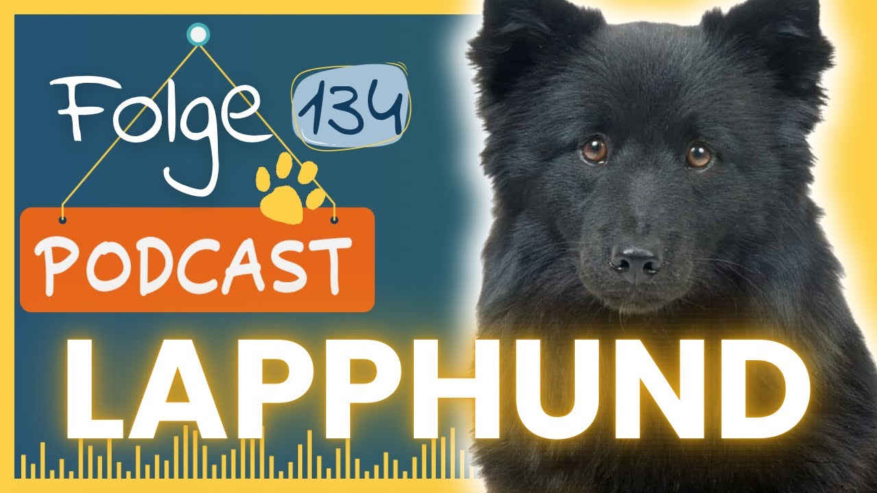 Der schwedische Lapphund  - Zwischen Rentieren und Schnee I #134