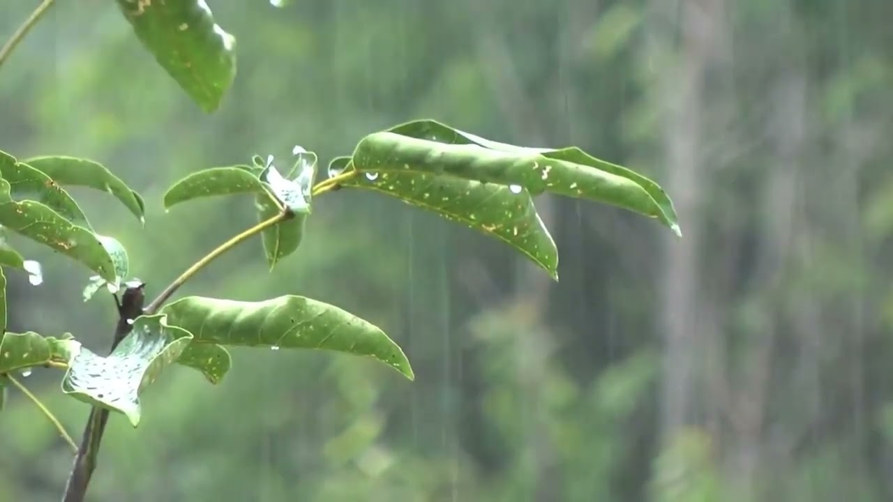 Som da chuva para acalmar e dormir bem - #asmr