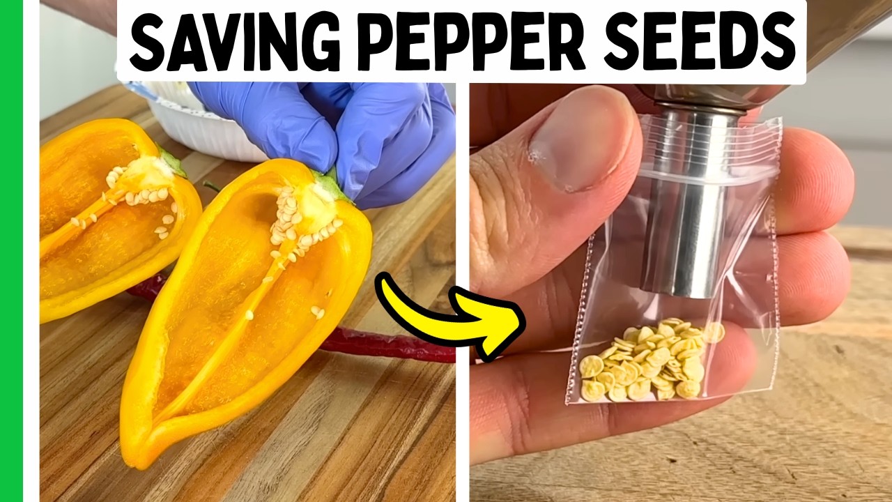 Save Your Own Pepper Seeds (The Easy Way) 🌶️