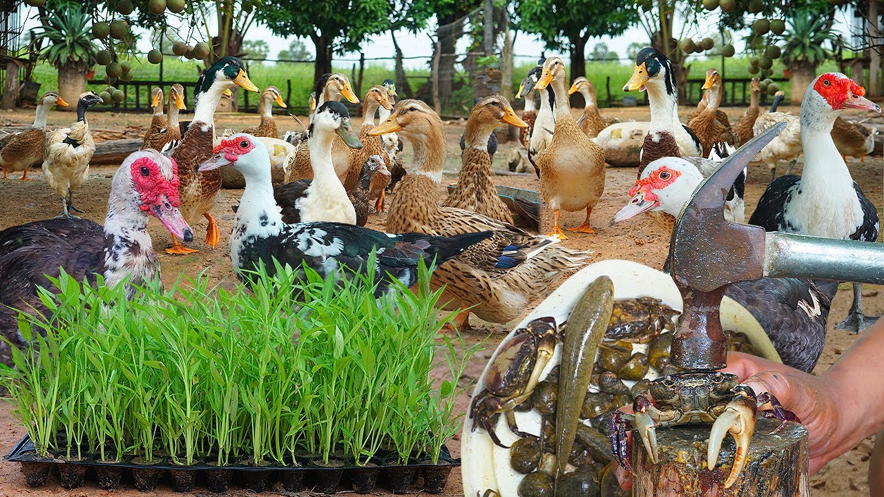 How I Raise Muscovy Ducks for Egg Production | Backyard Duck Farming Business