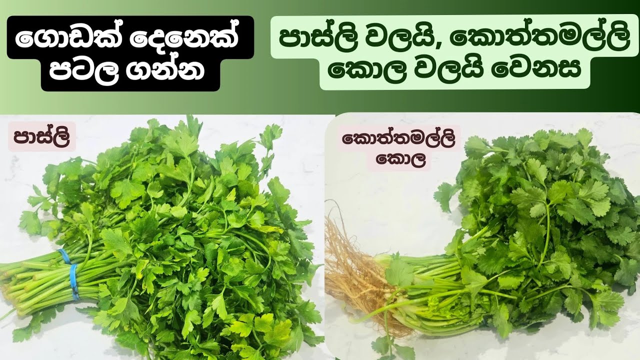 ගොඩ දෙනෙක් පටල ගන්න පාස්ලි හා කොත්තමල්ලි කොල අතර වෙනස .Difference between Parsley & Coriander.