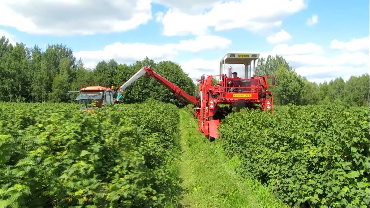 Zbiór Czarnej Porzeczki 2k17 l NewHolland l Kubota l
