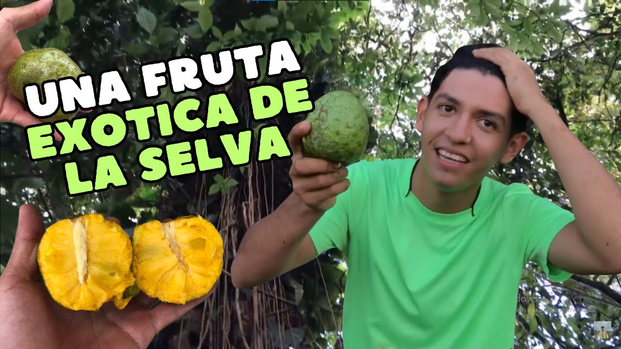 Hablemos de plantas “UNA FRUTA EXOTICA QUE NO CONOCÍAS” (Anón amazónico #4)