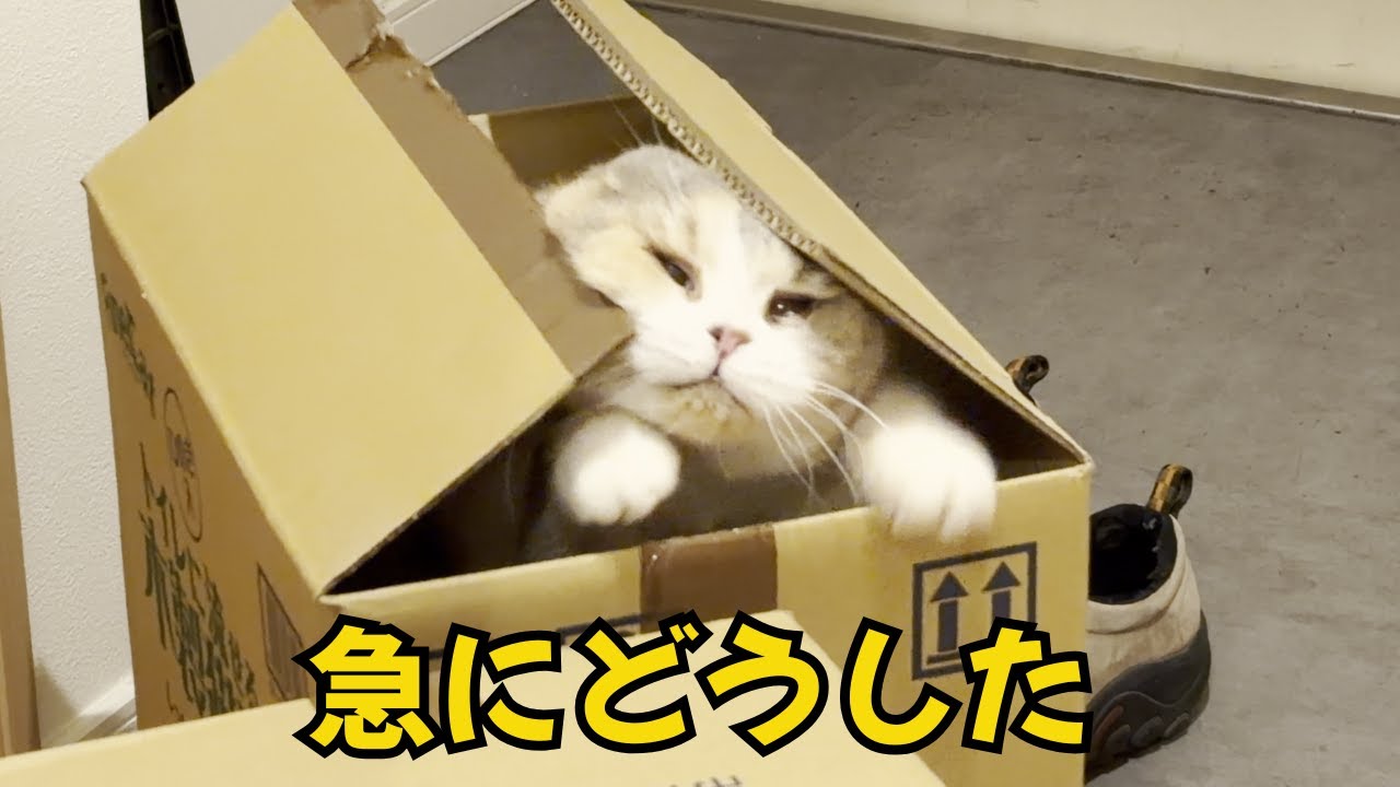 空ダンボールを前に謎のテンションを見せる猫