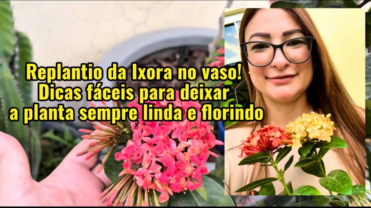 🌿 Replantio da Ixora no vaso! Dicas fáceis para deixar a planta sempre linda e florindo. #jardim 