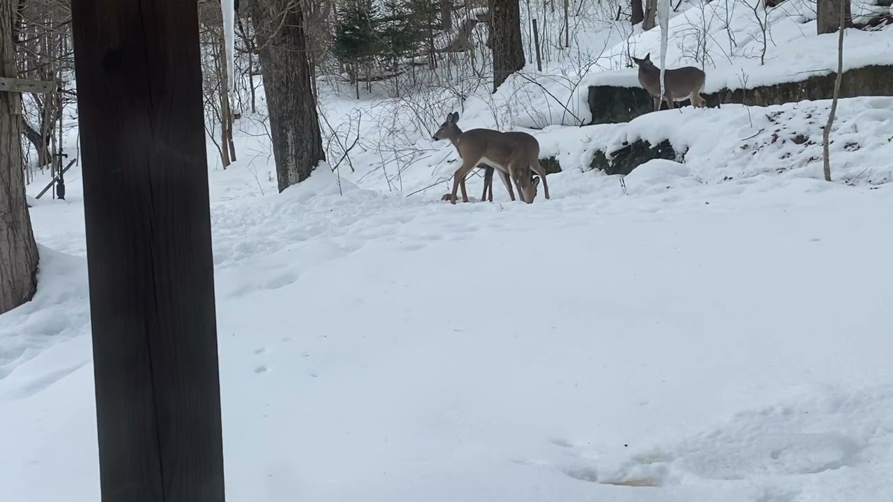 Four deer 🦌 2/10/26